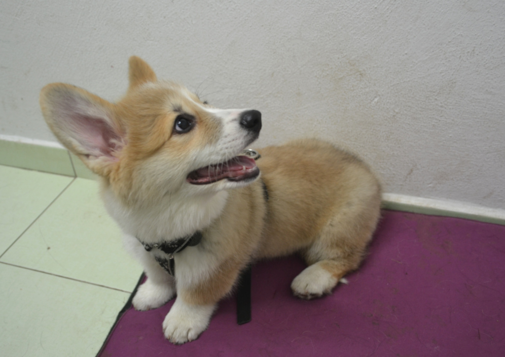 Remus