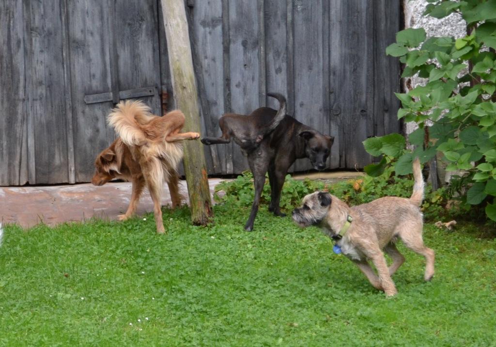 Nacvičujeme kabaretní čísla (synchronizované venčení...)