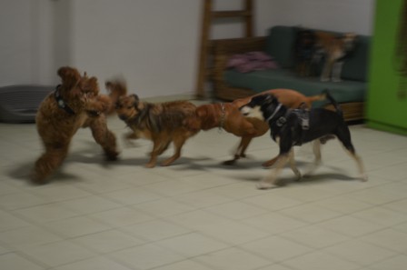 dsc_0910.jpg